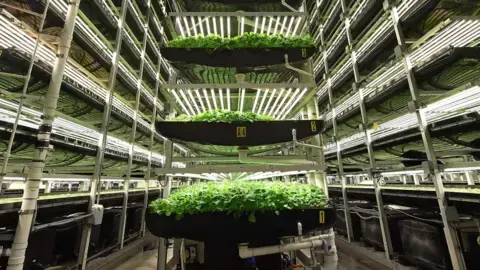 Lean times hit the vertical farming business