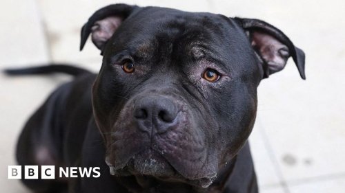 What is an American bully XL and should they be banned? - BBC News