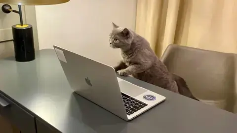 Fresh milk and classical music: Firm posts lucrative office cat-sitting job