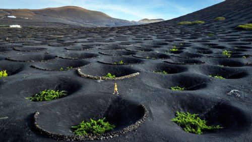 The ingenious wines birthed from black volcanic craters