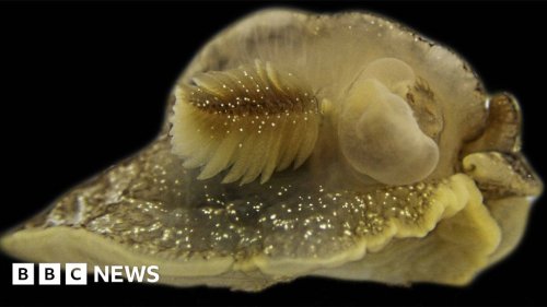 Mystery sea creature discovered in UK waters