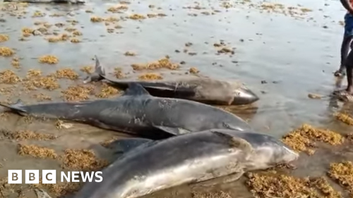 Ghanaian authorities investigate after 60 dead dolphins appear