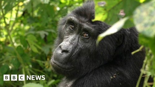Mountain gorillas: The ripple effect of conservation