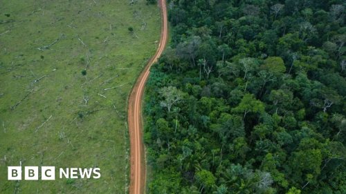 Climate change: Logging decline after political change in Brazil, Colombia