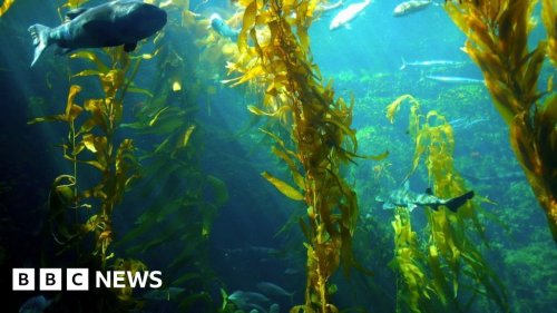 New seaweed discovered 100m below Antarctic Ocean