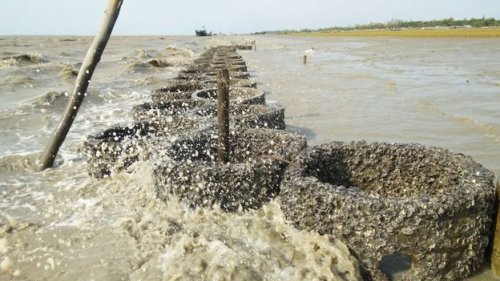 The unlikely protector against Bangladesh's rising seas