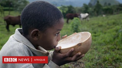 Le lait est-il bon pour la santé ? - BBC News Afrique