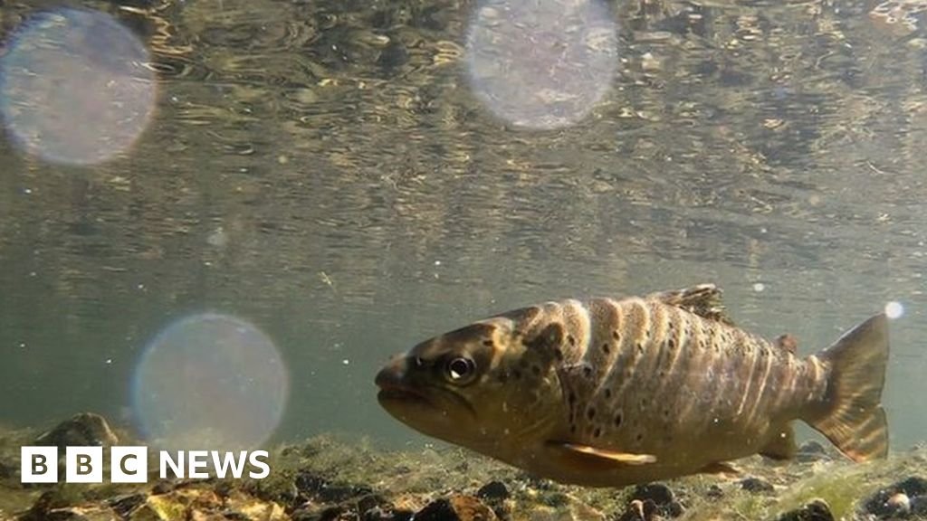 Wildlife under stress as dry spell shrinks rivers