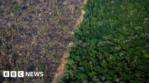 Brazil: Amazon sees worst deforestation levels in 15 years