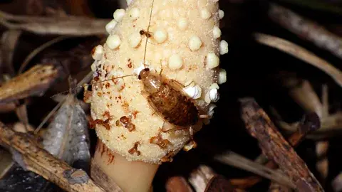 Where bees won't go: The unloved pollinators of the underworld