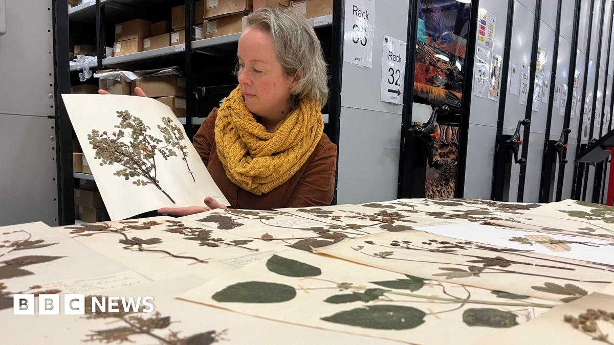 Antique 'dead' plants dug out for climate study