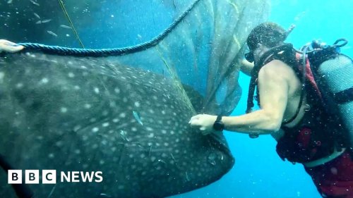 Watch the moment divers free trapped whale sharks