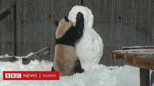La divertida lucha de un oso panda con un muñeco de nieve