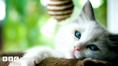 Covid: Scientists find more evidence of human-to-cat transmission