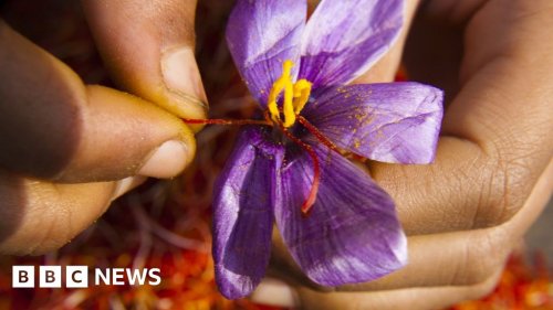 'Red gold': Why saffron production is dwindling in India