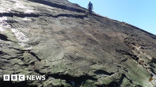 World's earliest fossilised forest discovered in Minehead, Somerset
