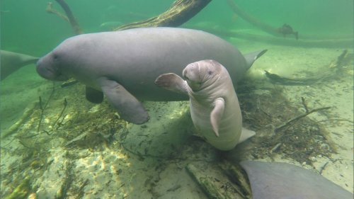 Florida's manatees are addicted to power plants. Scientists are weaning them off