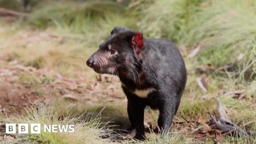 'Devils' born on Australian mainland after 3,000 years