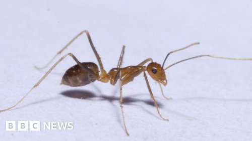 Tamil Nadu: Yellow crazy ants cause chaos in India villages