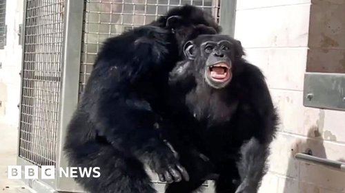 Touching moment chimp sees outdoors for the first time | Flipboard