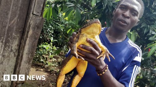 The mission to save the biggest frog on earth