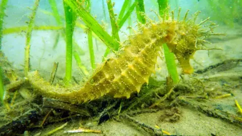Studland Bay 'eco-moorings' set up to protect seahorses