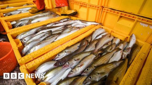 Has the Brexit fishing promise come true?