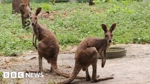Why are kangaroos being spotted in India?