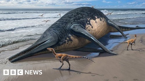 Enormous ancient sea reptile identified from amateur fossil find