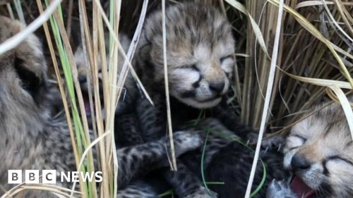 First cheetah cubs born in India since extinction 70 years ago