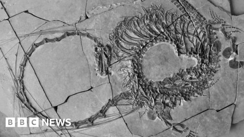 Fossil reveals 240 million year-old 'dragon'