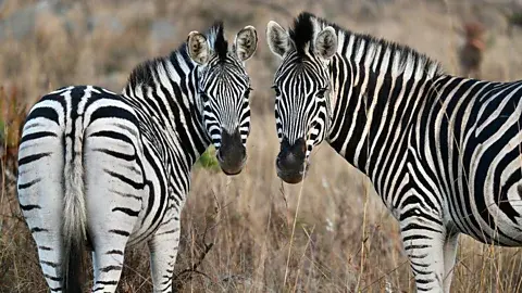 Magazine - Safari in Style