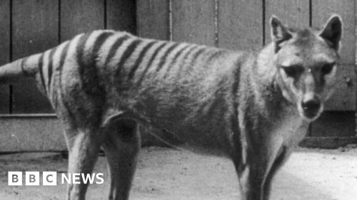 Tasmanian tiger: Scientists hope to revive marsupial from extinction