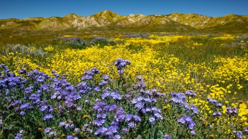 California is poised for a wildflower 'superbloom' - here's how travellers can catch it