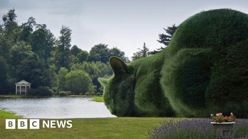 Topiary cats 'seen by millions' on Facebook