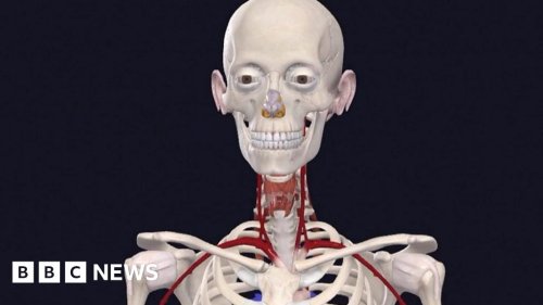 'It's the most detailed female anatomy ever produced'