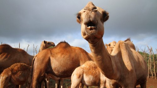 The virus hunters warily eyeing camels