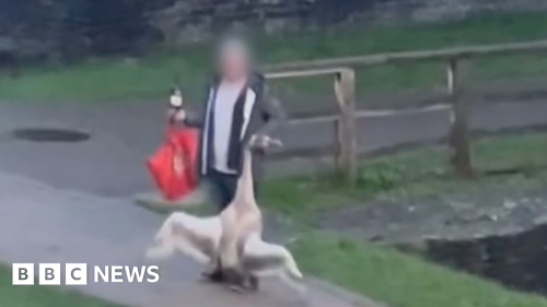 Caerphilly: Man dragging swan by neck sought by police