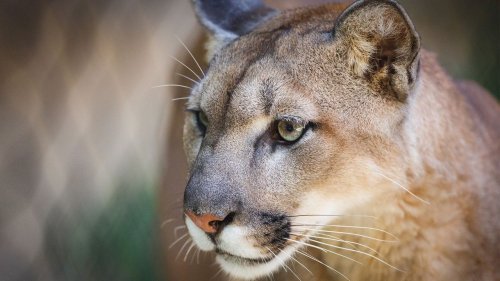 Park rangers warn that best practices when encountering a mountain lion are wildly different from those for brown bears