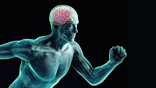 Brain: Why exercise boosts IQ