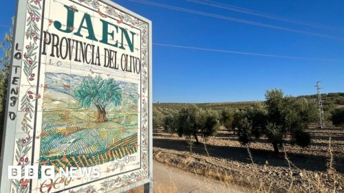 Spain's olive oil producers devastated by worst ever drought
