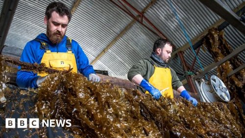 The plans for giant seaweed farms in European waters
