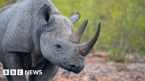 Namibia reports record level of rhino poaching