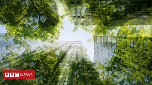 Florestas urbanas podem ser solução para combater onda de calor em grandes cidades? - BBC News Brasil