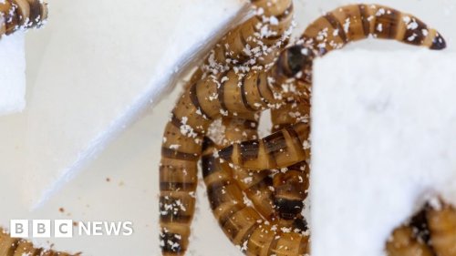 Plastic-munching superworms offer hope for recycling