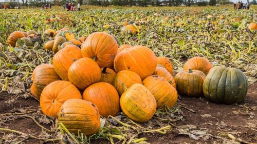 Are Halloween pumpkins a future superfood?