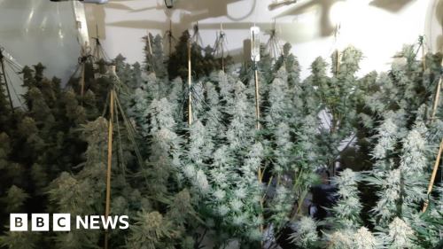 Worksop: Man jailed after cops sniff out cannabis grow
