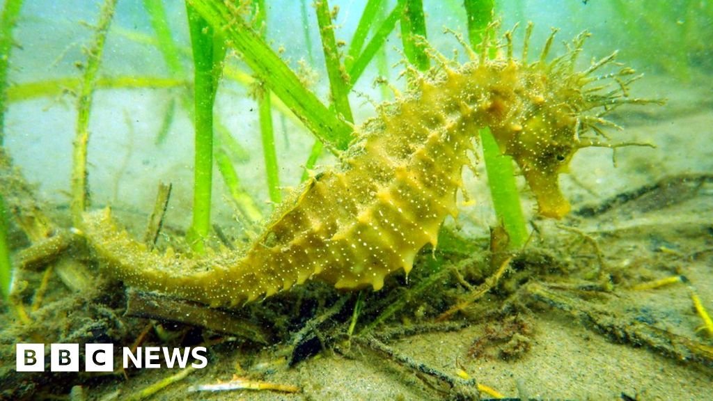Studland Bay 'eco-moorings' set up to protect seahorses