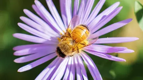 The baffling purple honey found only in North Carolina