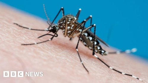 Mosquitoes sucked up by 'breathing' traps